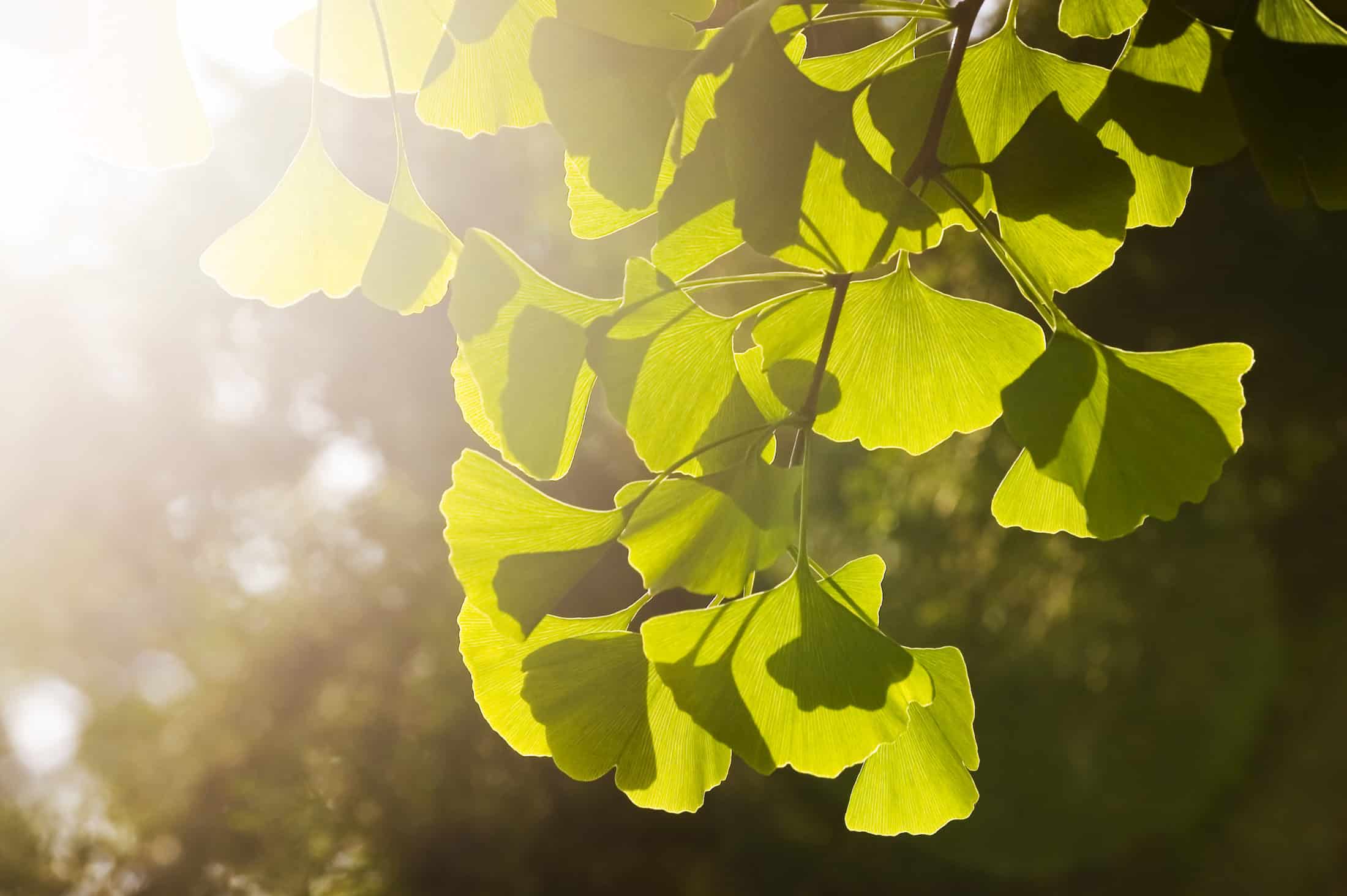 Meet the Team San Diego's Top Integrative Fertility Acupuncturists